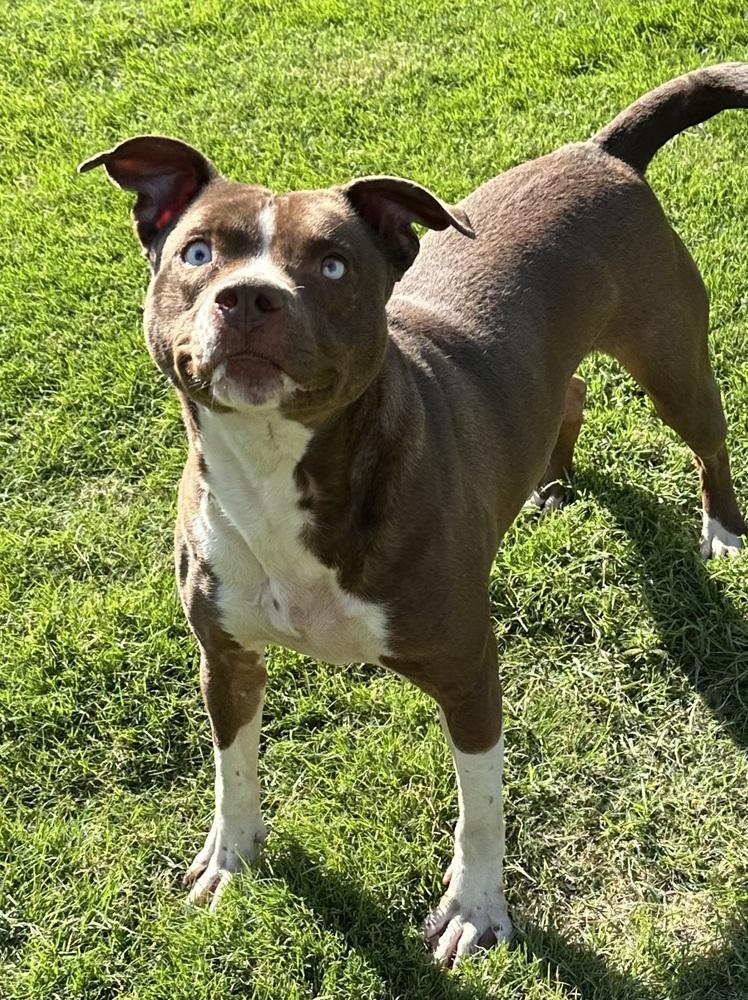 Enlarge Penny, a Adoptable mixed breed in Lancaster, PA image 5/6