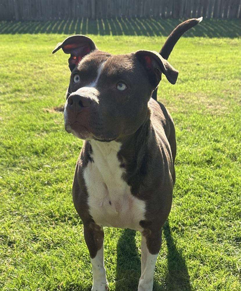 Enlarge Penny, a Adoptable mixed breed in Lancaster, PA image 6/6