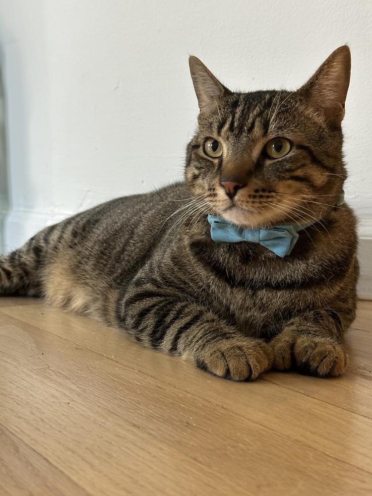 Benny, Adoptable, Adult Male American Shorthair.