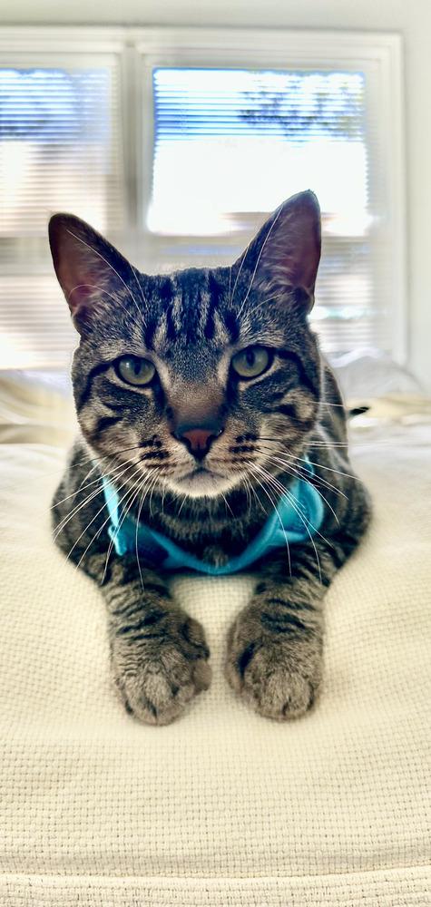 Enlarge Benny, a Adoptable American Shorthair in Westwood, NJ image 2/4