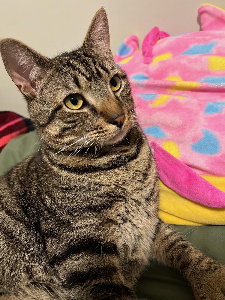 Enlarge Benny, a Adoptable American Shorthair in Westwood, NJ image 1/1