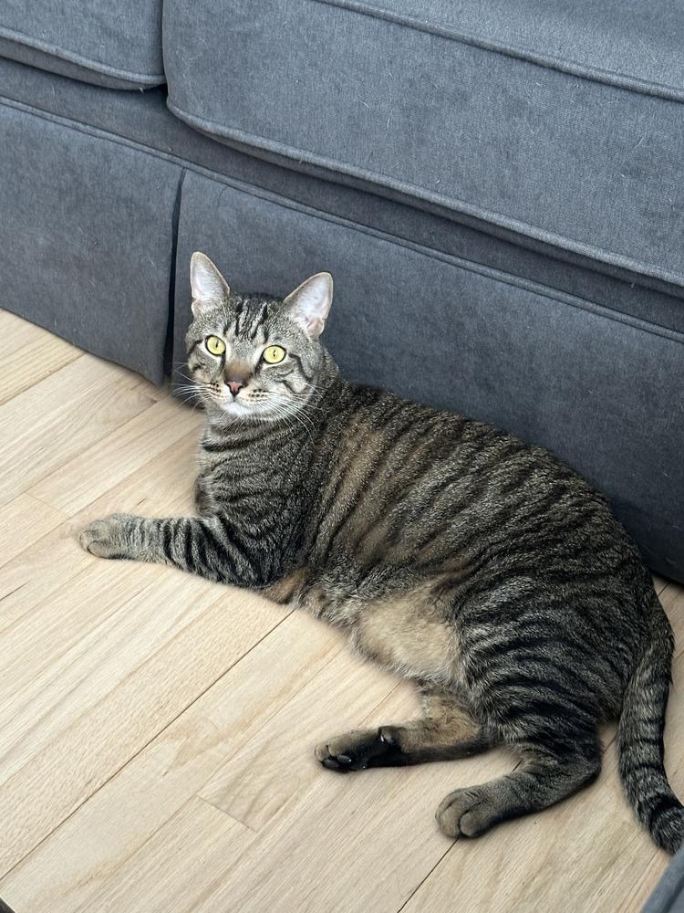 Enlarge Benny, a Adoptable American Shorthair in Westwood, NJ image 4/4