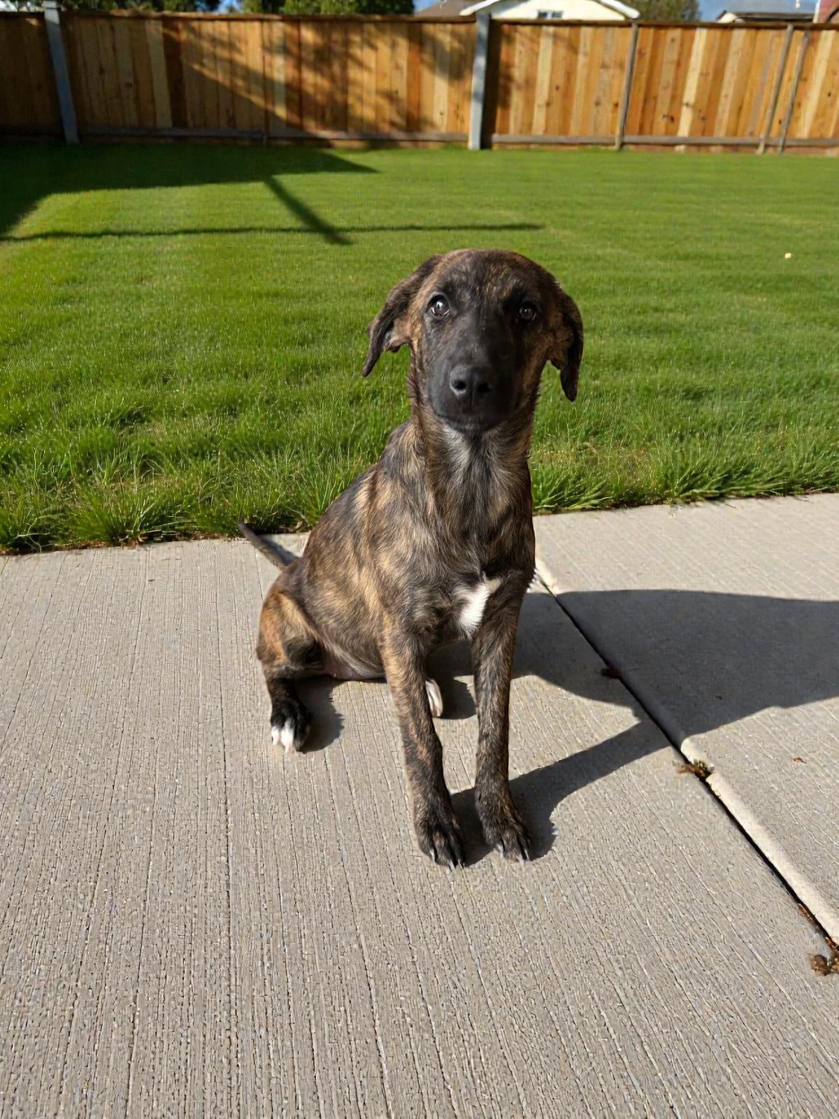 Tani, adopted, Puppy Female Mixed Breed.