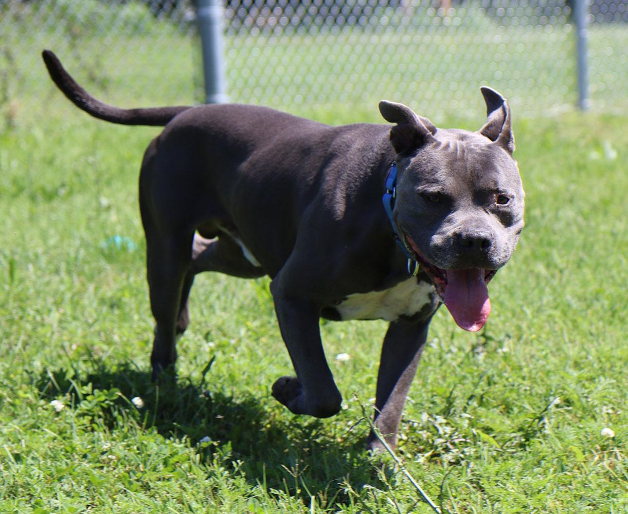Owen (AO34224), a Adoptable mixed breed in Kansas City, KS image 3/6