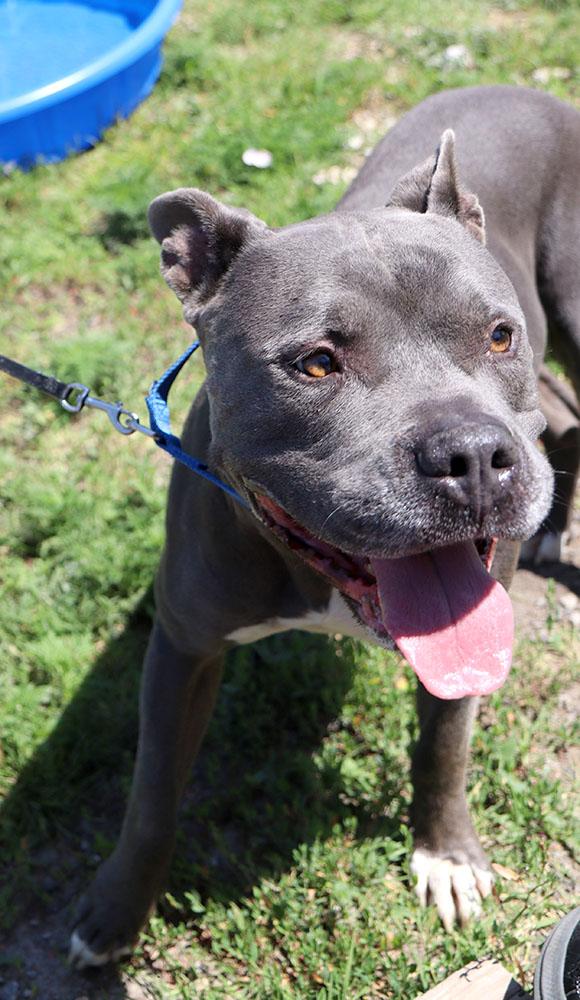 Owen (AO34224), a Adoptable mixed breed in Kansas City, KS image 4/6