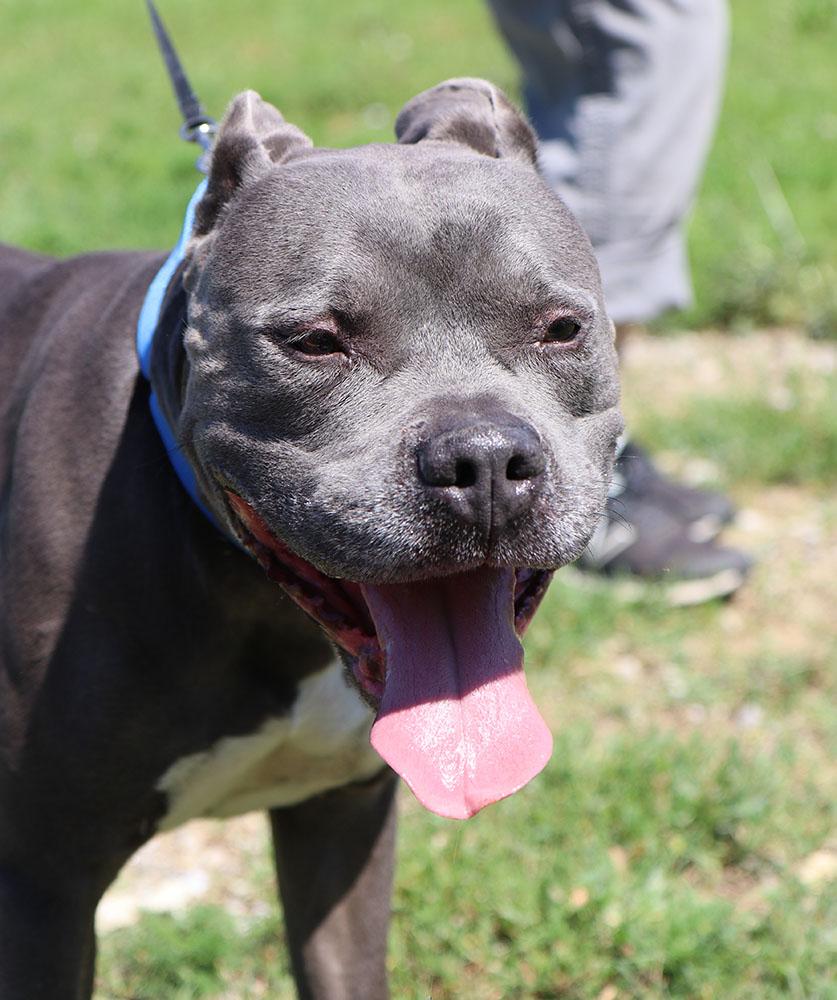 Owen (AO34224), a Adoptable mixed breed in Kansas City, KS image 5/6