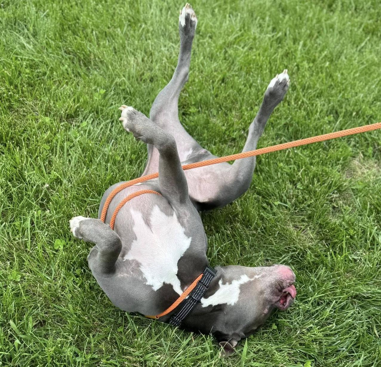 Enlarge Owen (AO34224), a Adoptable mixed breed in Kansas City, KS image 5/6