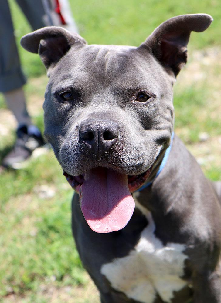 Owen (AO34224), a Adoptable mixed breed in Kansas City, KS image 6/6