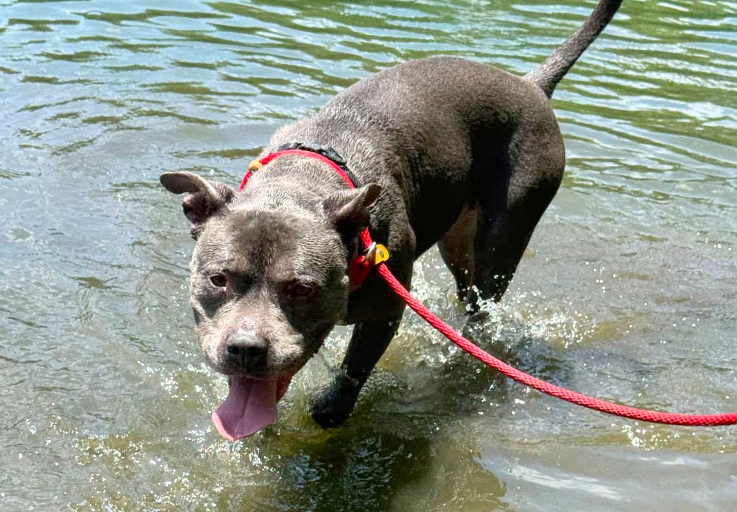 Owen (AO34224), a Adoptable mixed breed in Kansas City, KS image 6/6