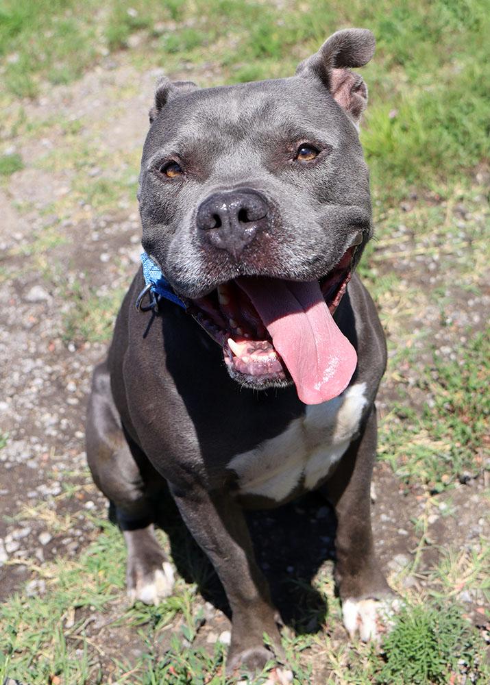 Owen (AO34224), a Adoptable mixed breed in Kansas City, KS image 2/6