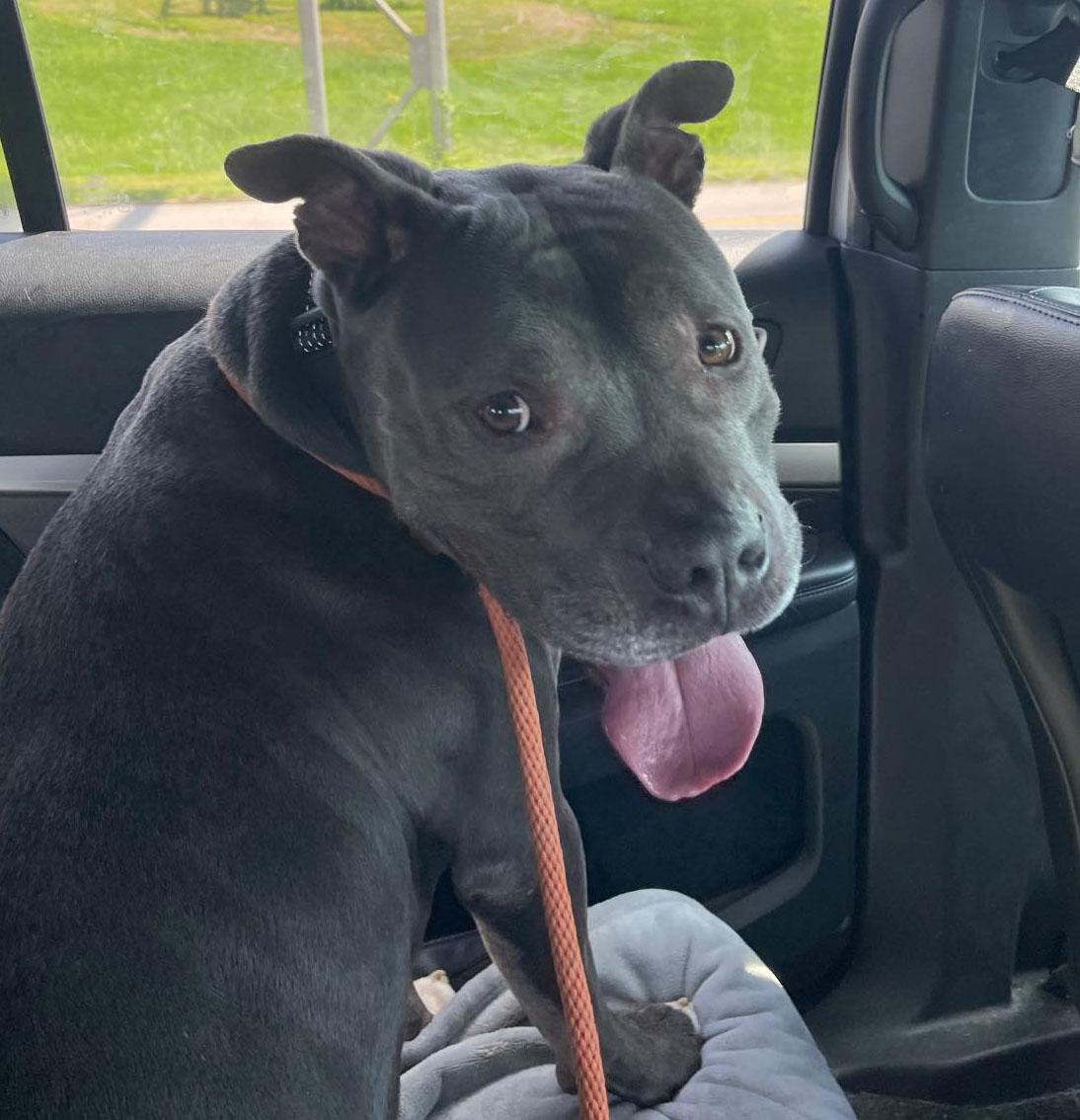 Enlarge Owen (AO34224), a Adoptable mixed breed in Kansas City, KS image 3/6