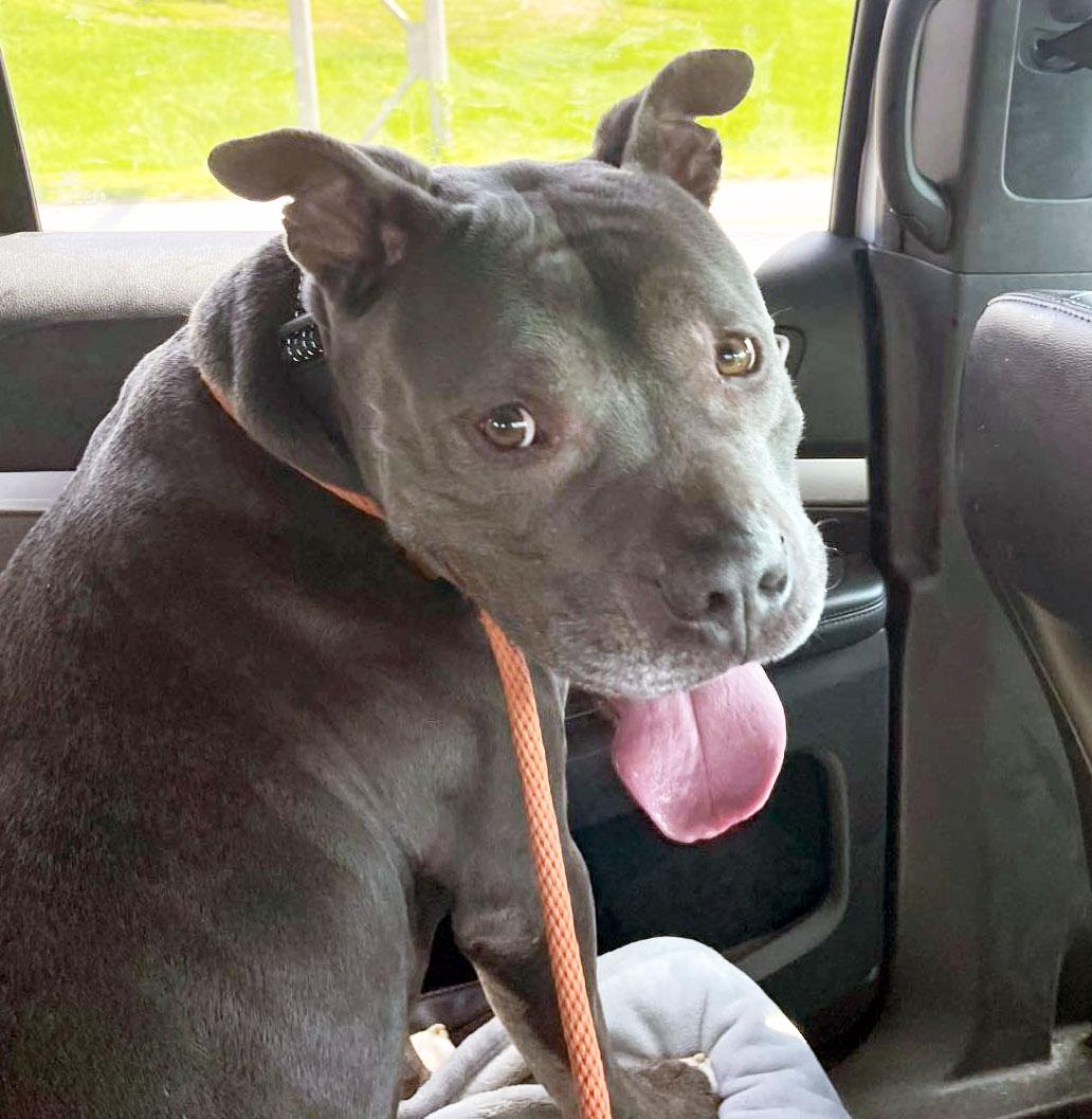 Owen (AO34224), a Adoptable mixed breed in Kansas City, KS image 1/6