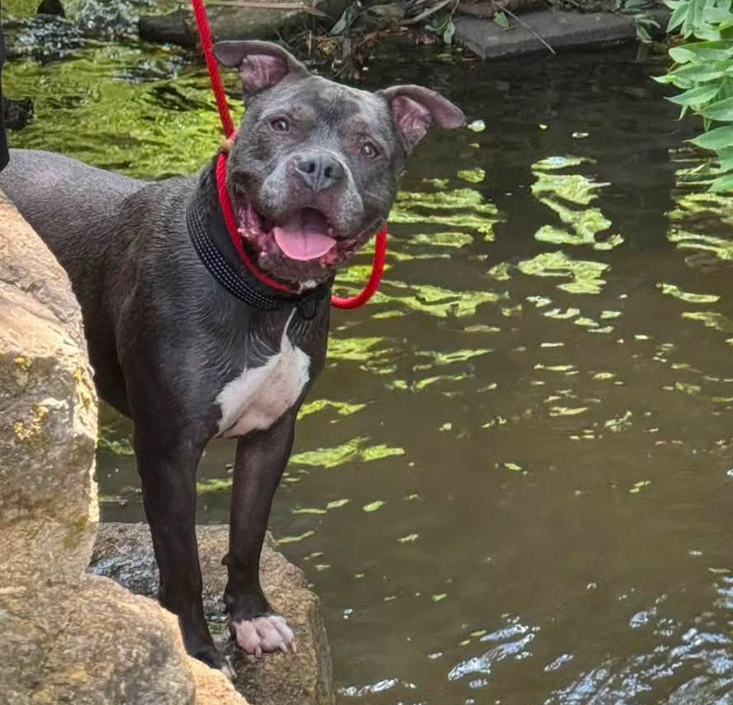 Owen (AO34224), a Adoptable mixed breed in Kansas City, KS image 3/6