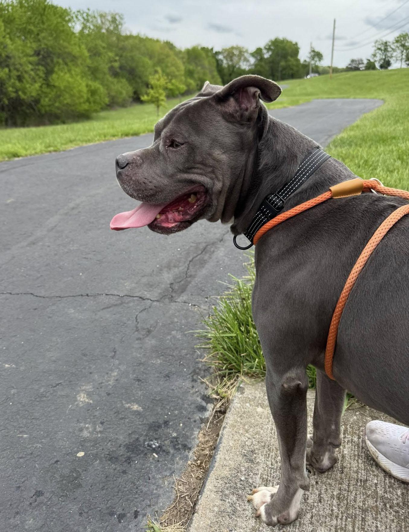 Enlarge Owen (AO34224), a Adoptable mixed breed in Kansas City, KS image 6/6