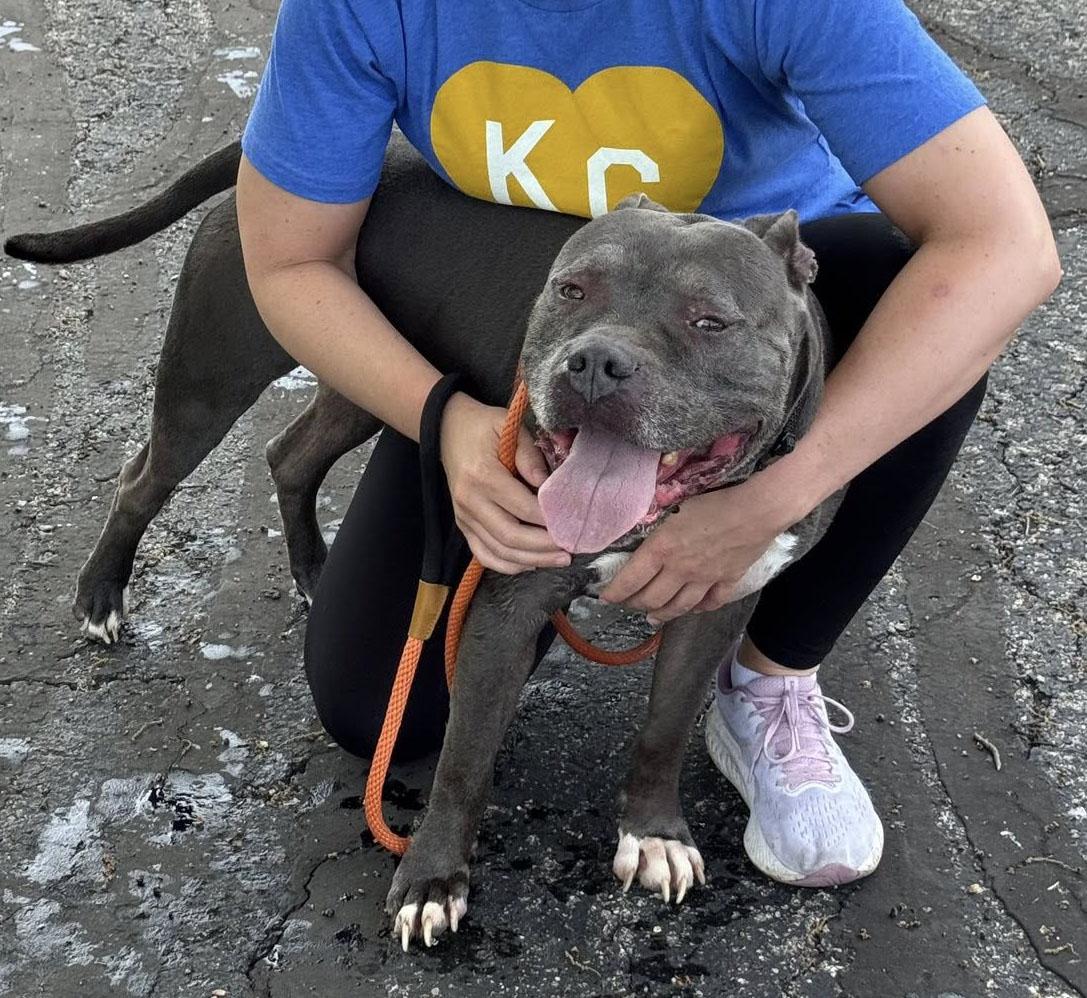 Enlarge Owen (AO34224), a Adoptable mixed breed in Kansas City, KS image 4/6