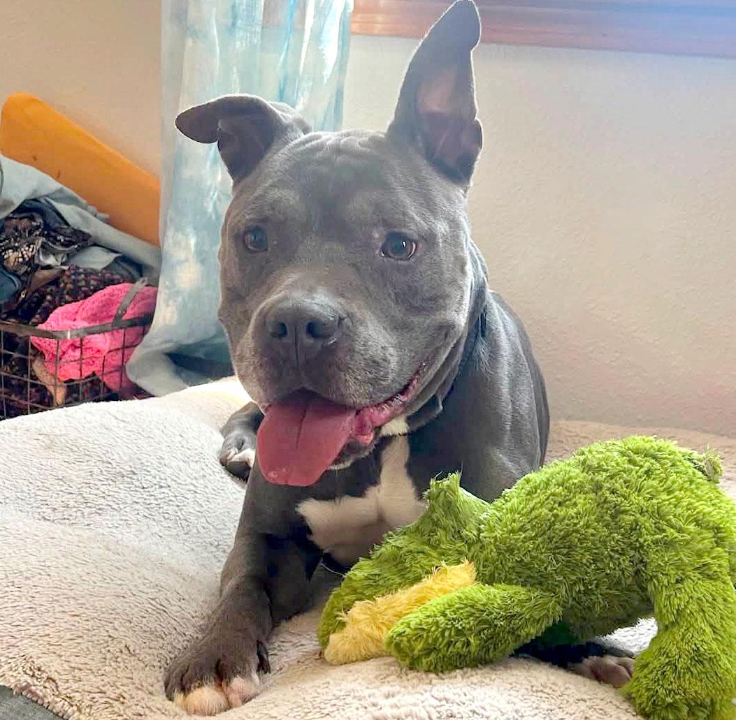 Owen (AO34224), Adoptable, Adult Male American Bulldog & Mixed Breed.