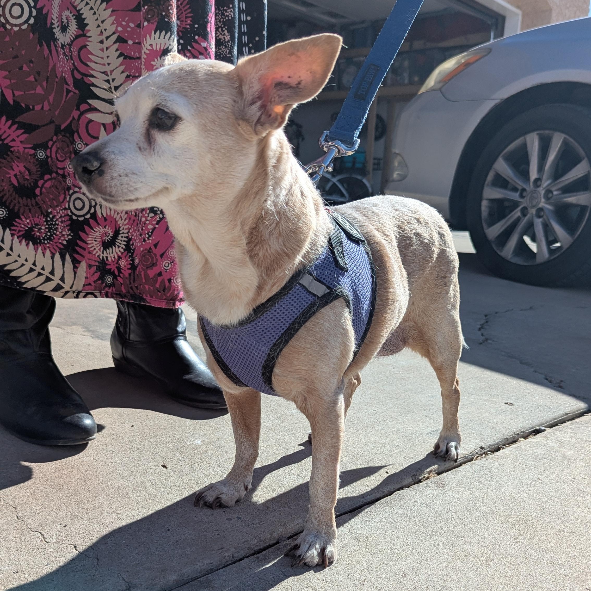 Molly, an adoptable Chihuahua in Rio Rancho, NM, 87144 | Photo Image 3