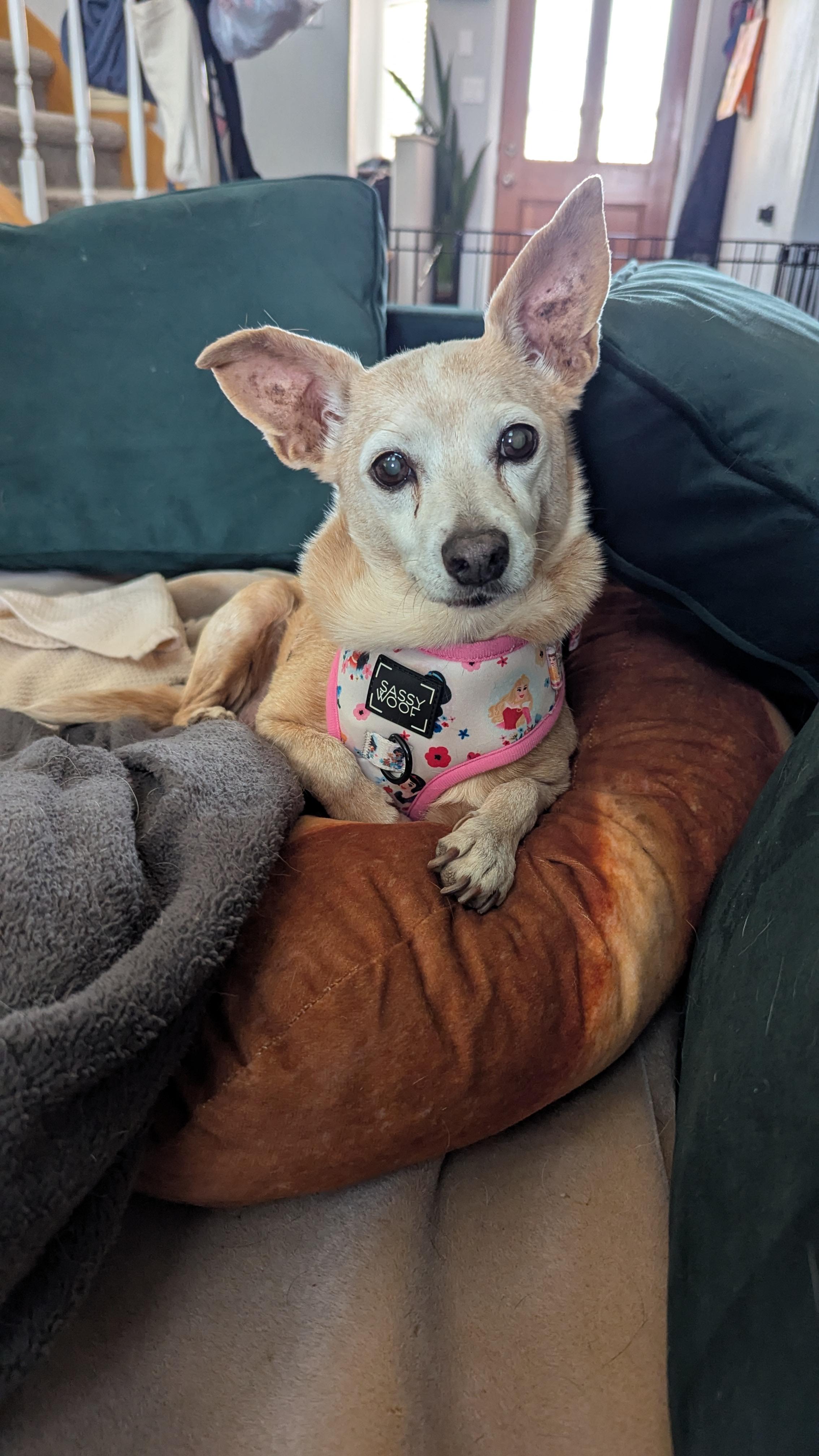 Molly, an adoptable Chihuahua in Rio Rancho, NM, 87144 | Photo Image 1