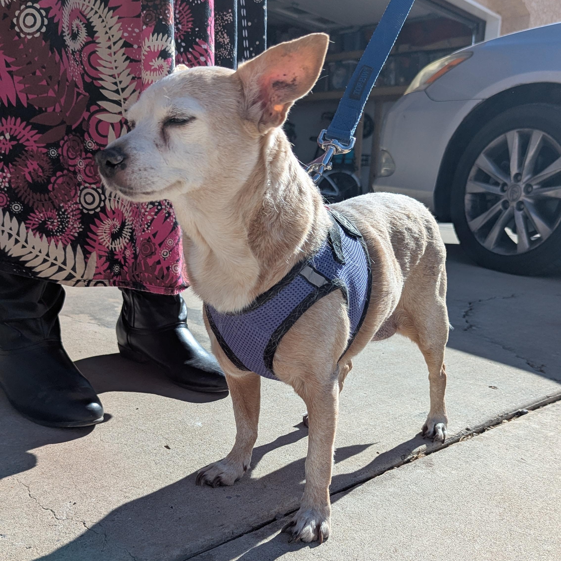 Molly, an adoptable Chihuahua in Rio Rancho, NM, 87144 | Photo Image 4