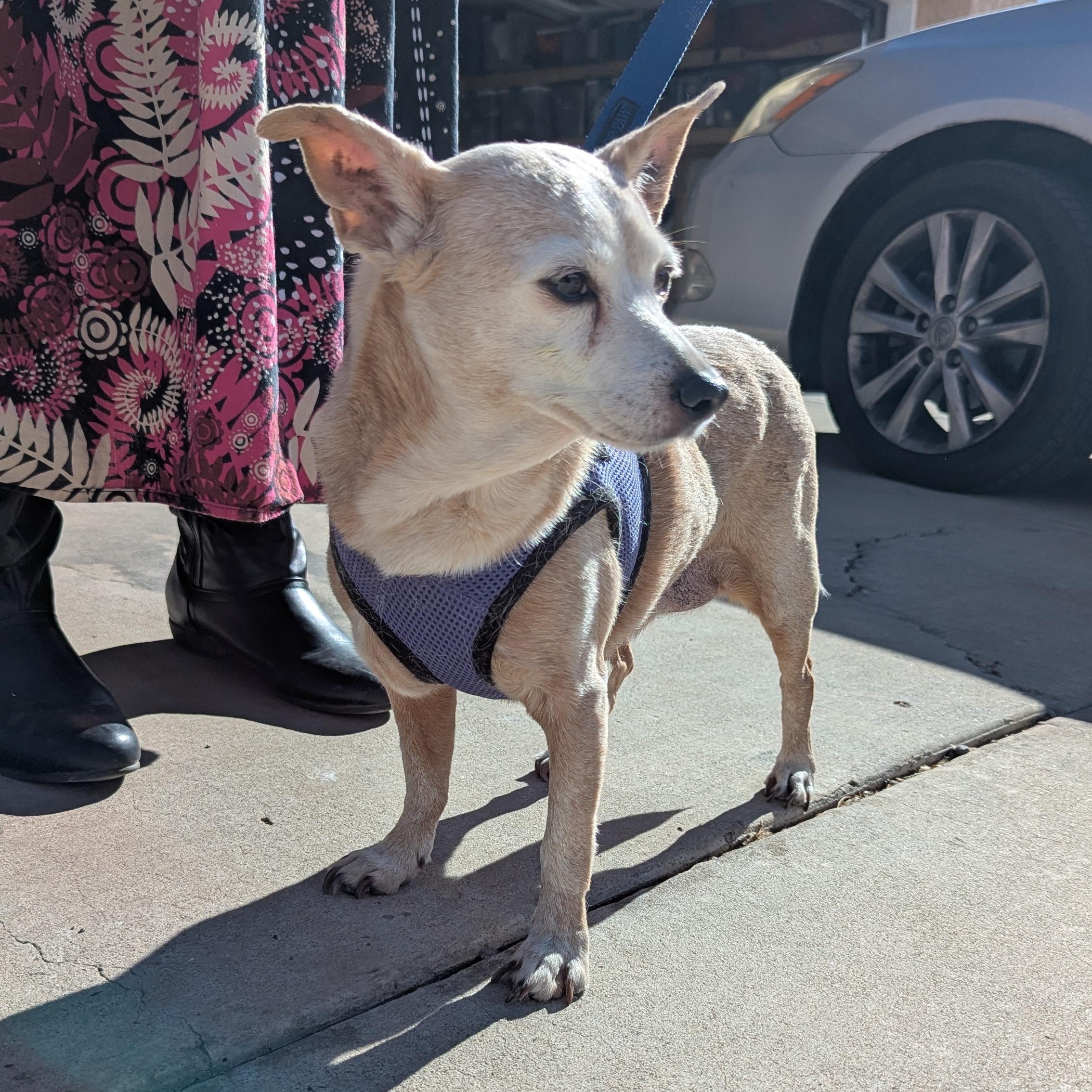 Molly, an adoptable Chihuahua in Rio Rancho, NM, 87144 | Photo Image 2
