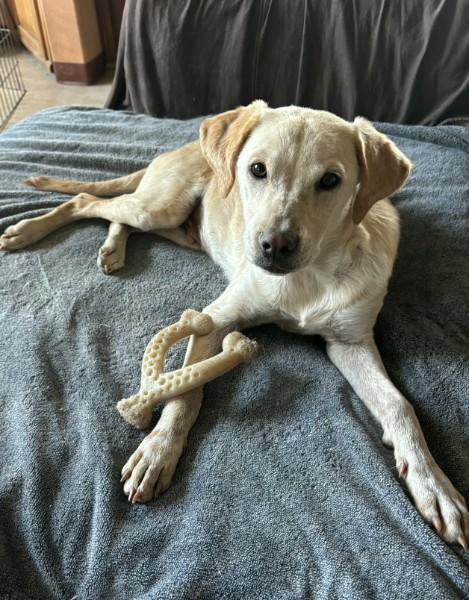 Jingle, Adoptable, Puppy Male Labrador Retriever & Cattle Dog.
