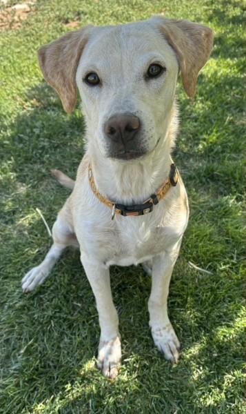 Jingle, a Adoptable mixed breed in Sedona, AZ image 3/5