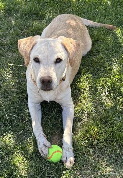 Jingle, a Adoptable mixed breed in Sedona, AZ image 2/5