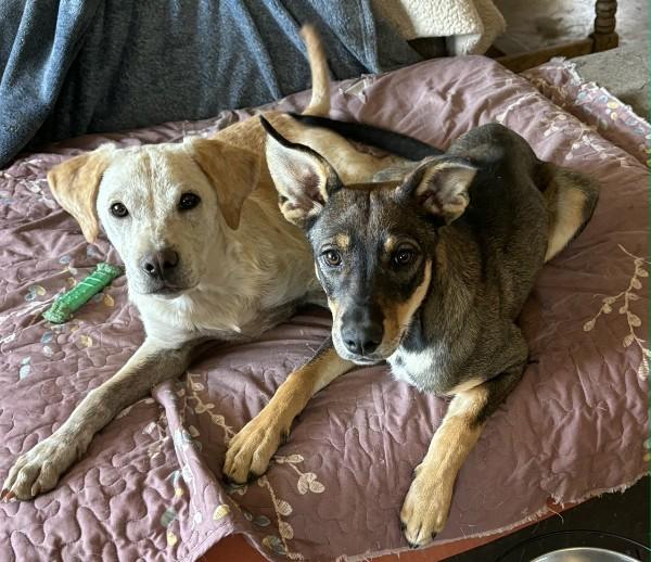 Enlarge Jingle, a Adoptable mixed breed in Sedona, AZ image 2/2