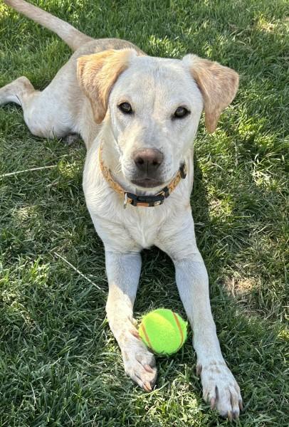 Jingle, Adoptable, Puppy Male Labrador Retriever & Cattle Dog.