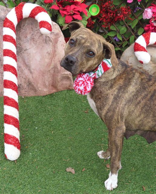 MAPLE, Adoptable, Adult Female Pit Bull Terrier & Mixed Breed.