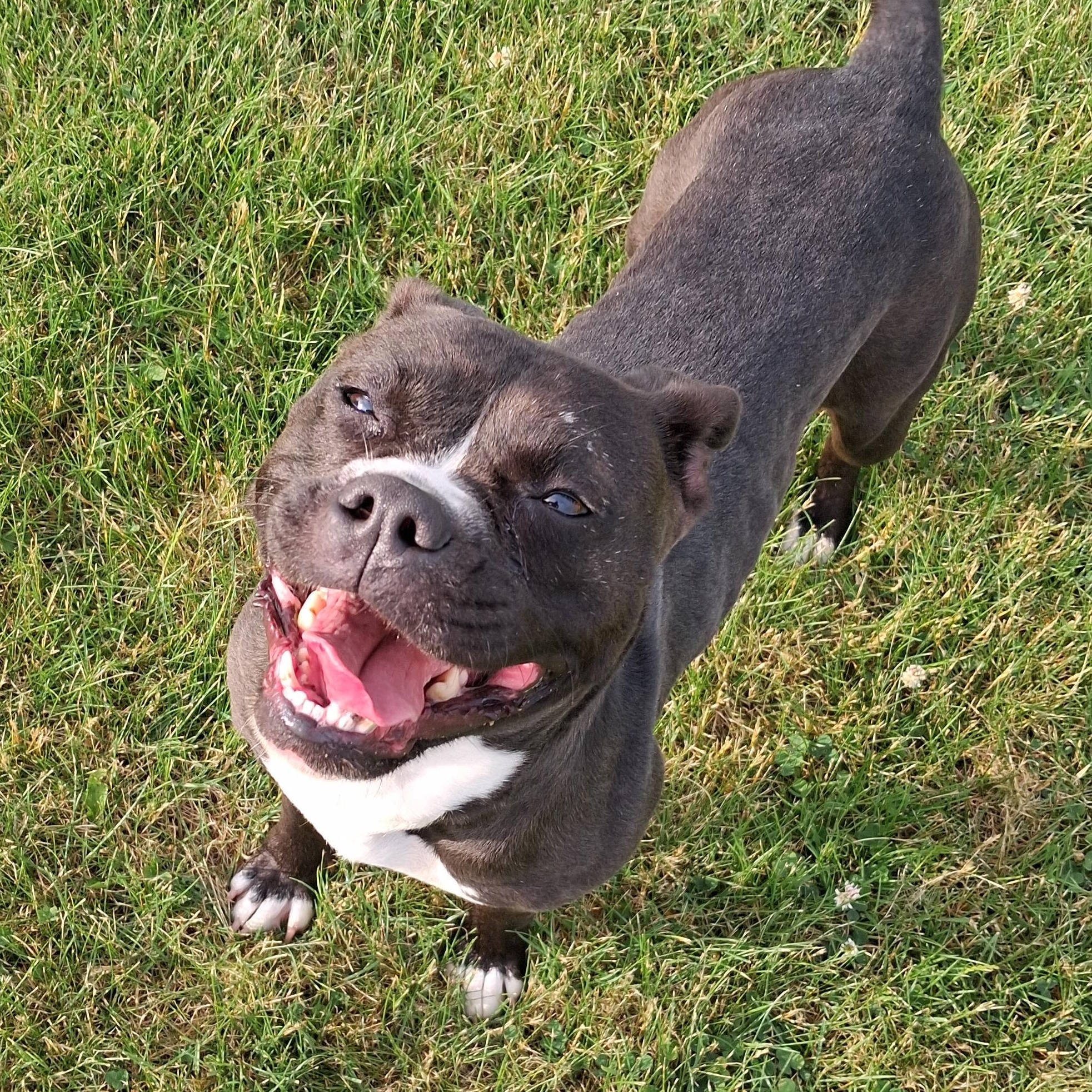 Enlarge Lilly, a ADOPTABLE mixed breed in Dixon, IL image 1/1