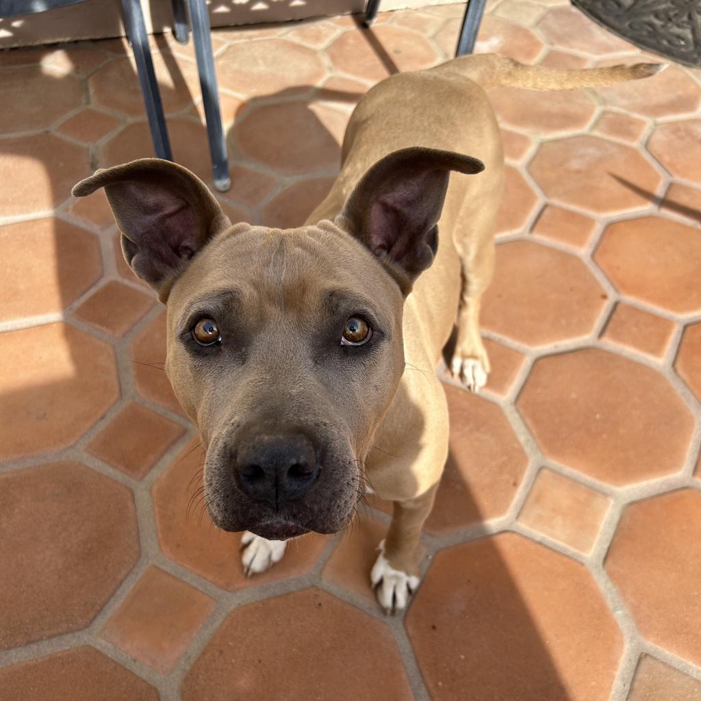 Ginger Ale, Adoptable, Adult Female Mixed Breed.