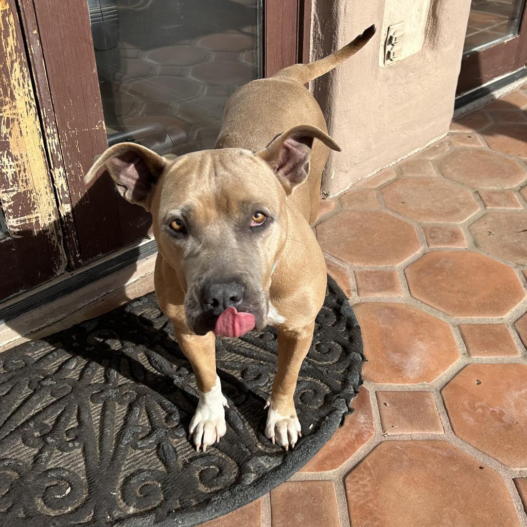 Enlarge Ginger Ale, a Adoptable Mixed Breed in Hemet, CA image 2/4