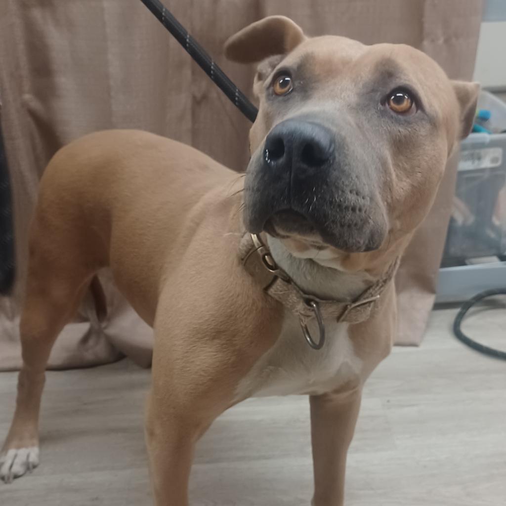 Enlarge Ginger Ale, a Adoptable Mixed Breed in Hemet, CA image 3/4