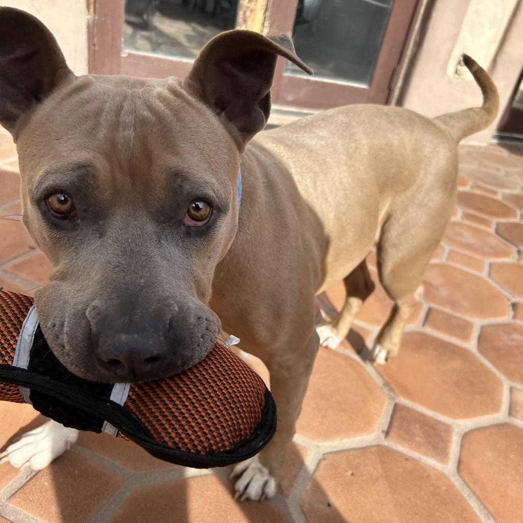 Enlarge Ginger Ale, a Adoptable Mixed Breed in Hemet, CA image 4/4