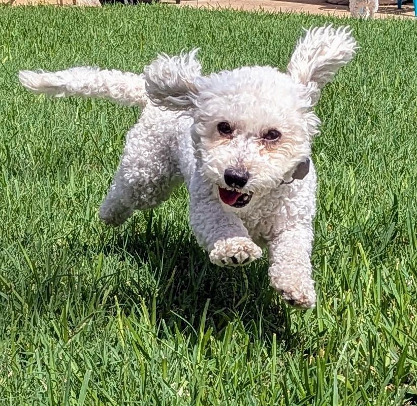 Enlarge Heather - 893, a Adopted Poodle in Dallas, TX image 2/5