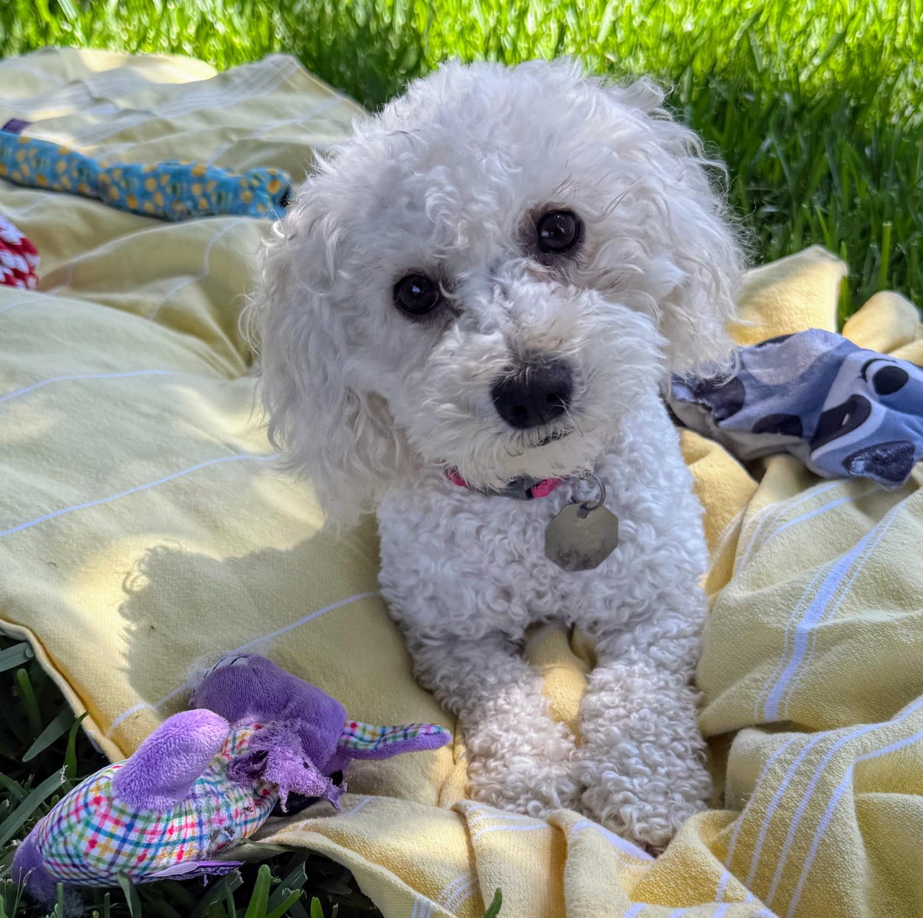 Enlarge Heather - 893, a Adopted Poodle in Dallas, TX image 1/5