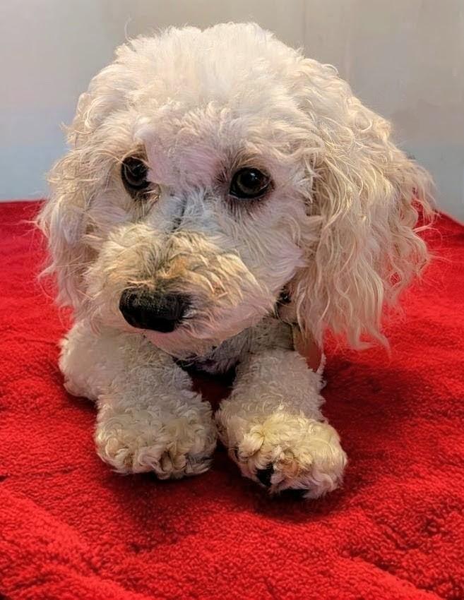 Enlarge Heather - 893, a Adopted Poodle in Dallas, TX image 5/5