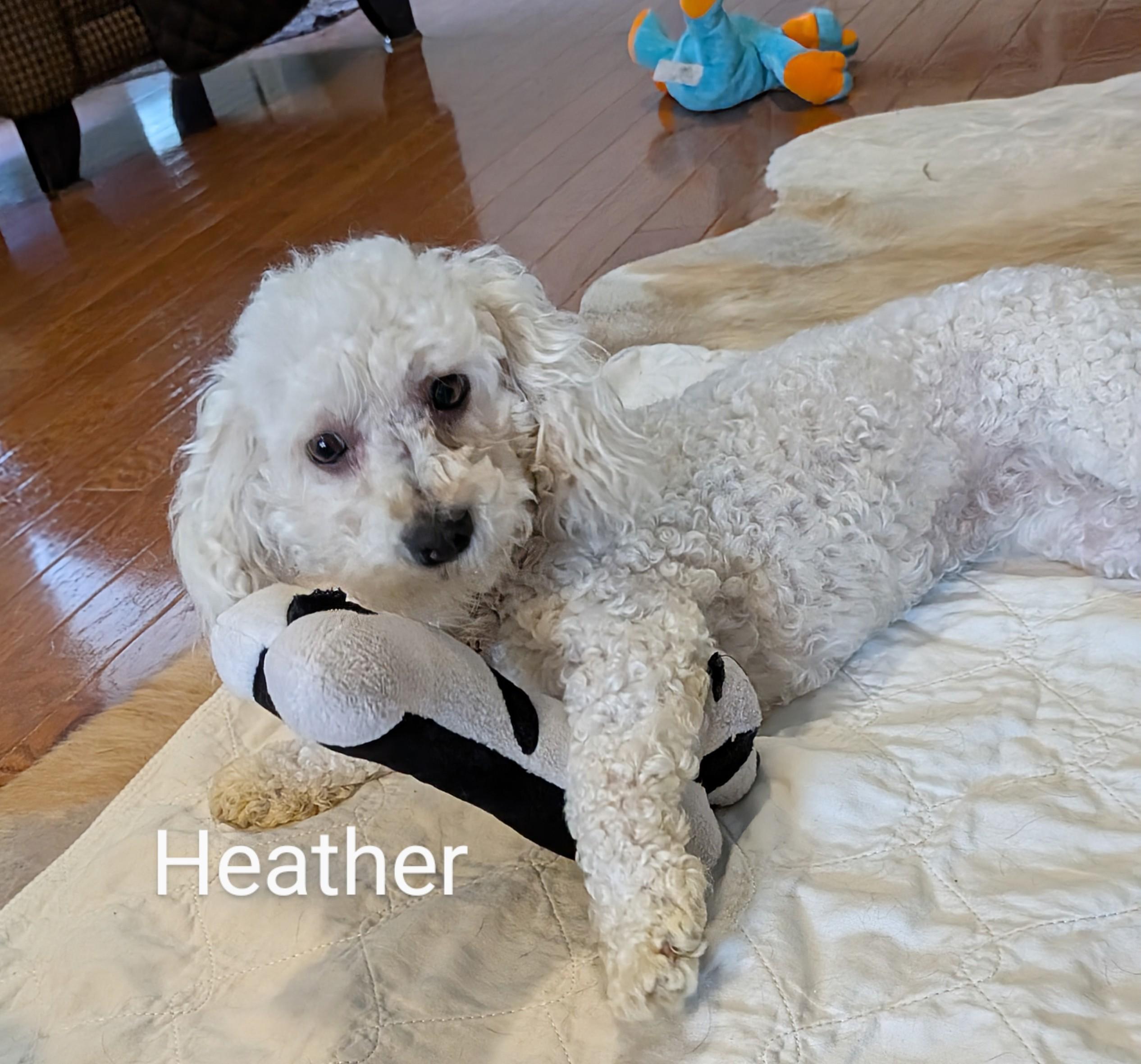 Enlarge Heather - 893, a Adopted Poodle in Dallas, TX image 3/5