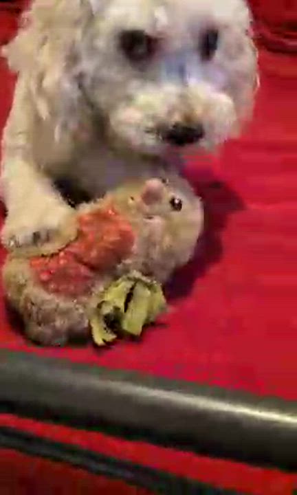 Enlarge Heather - 893, a Adopted Poodle in Dallas, TX video 4/5