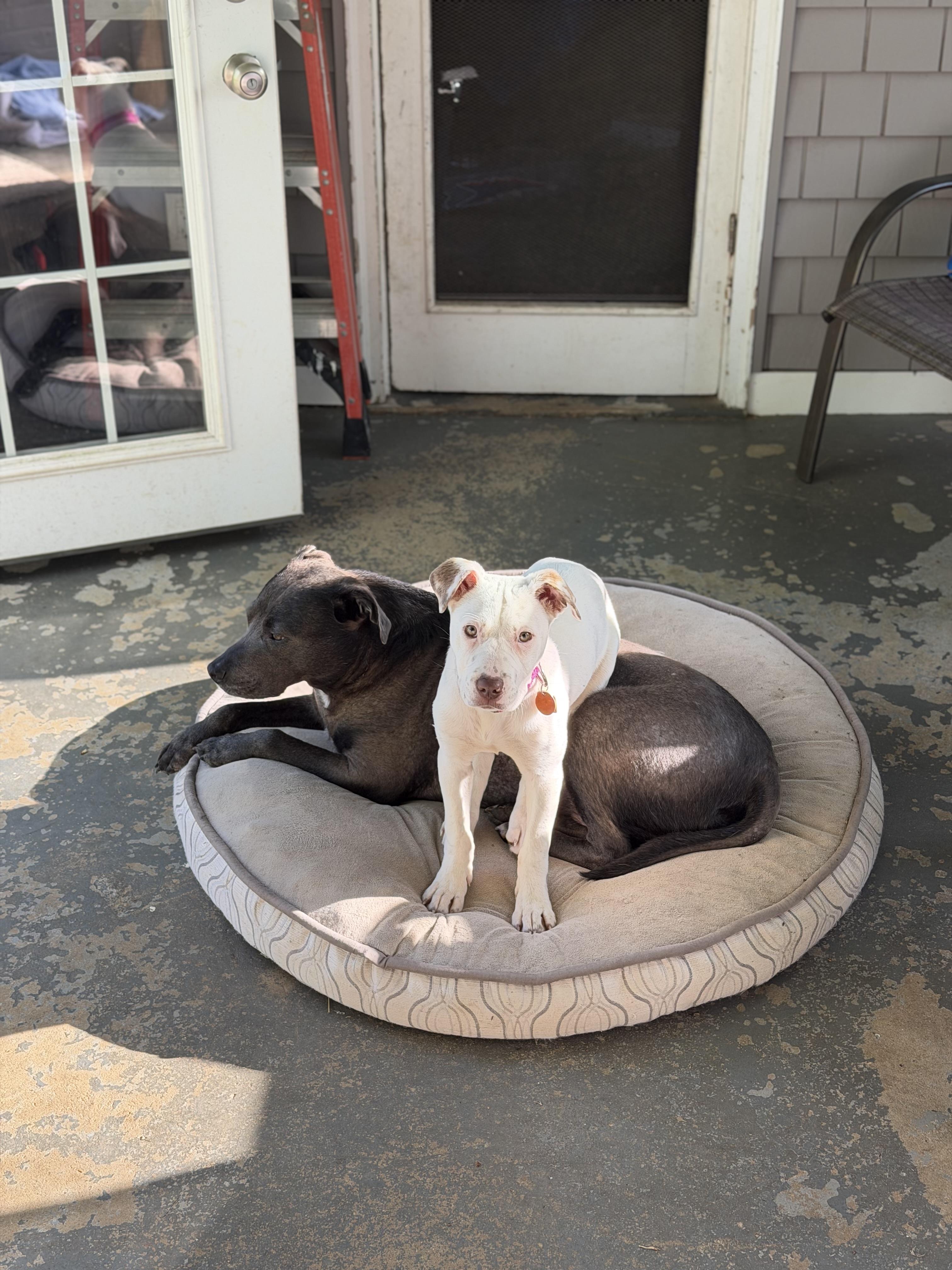 Enlarge Eden, a ADOPTABLE mixed breed in Oceanport, NJ image 6/6