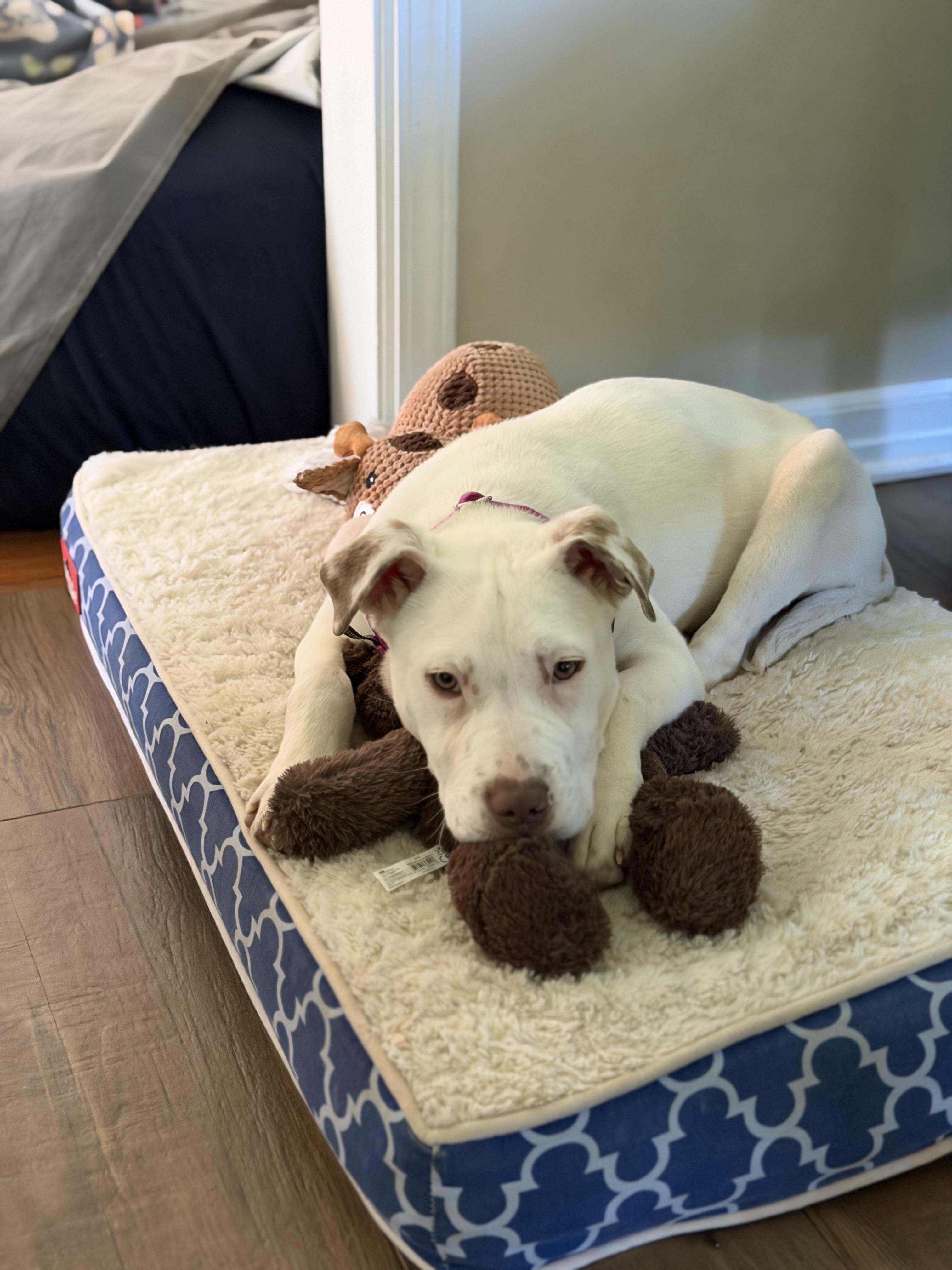 Enlarge Eden, a ADOPTABLE mixed breed in Oceanport, NJ image 5/6