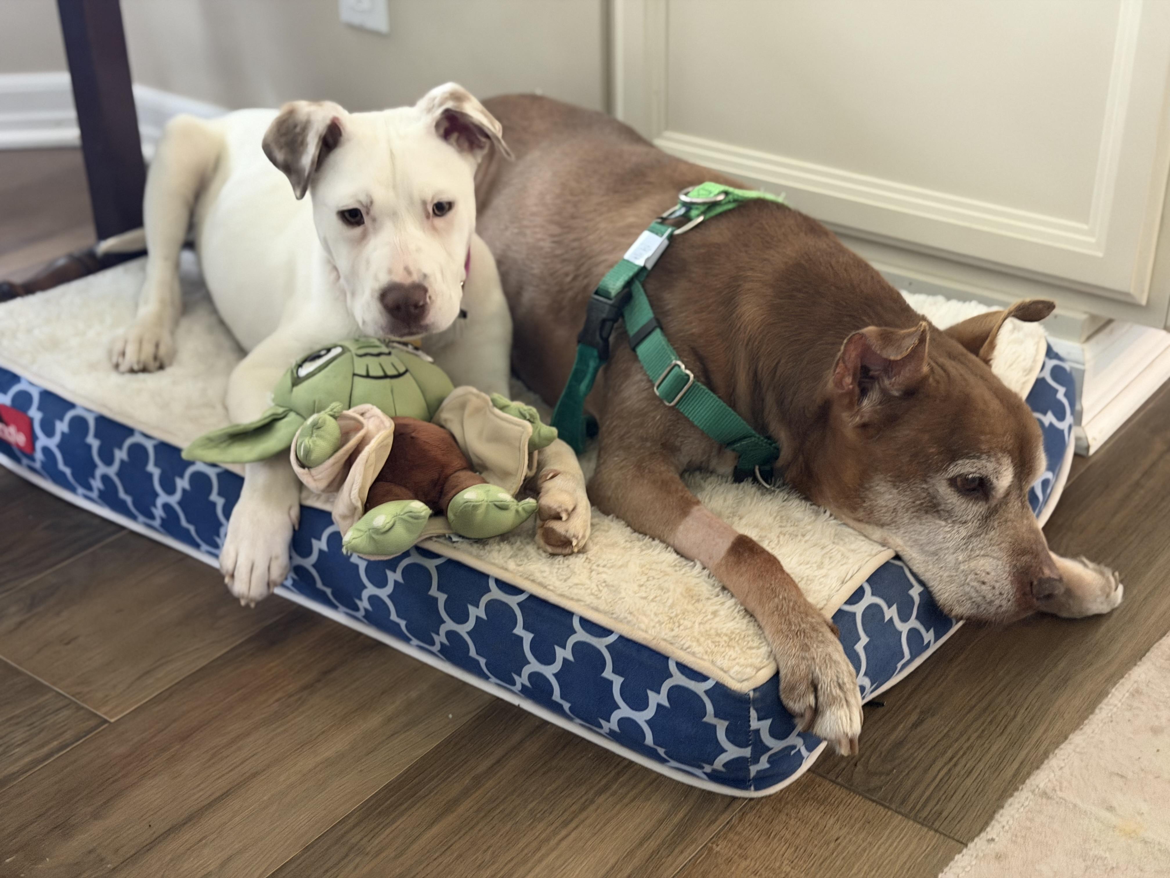 Enlarge Eden, a ADOPTABLE mixed breed in Oceanport, NJ image 2/6