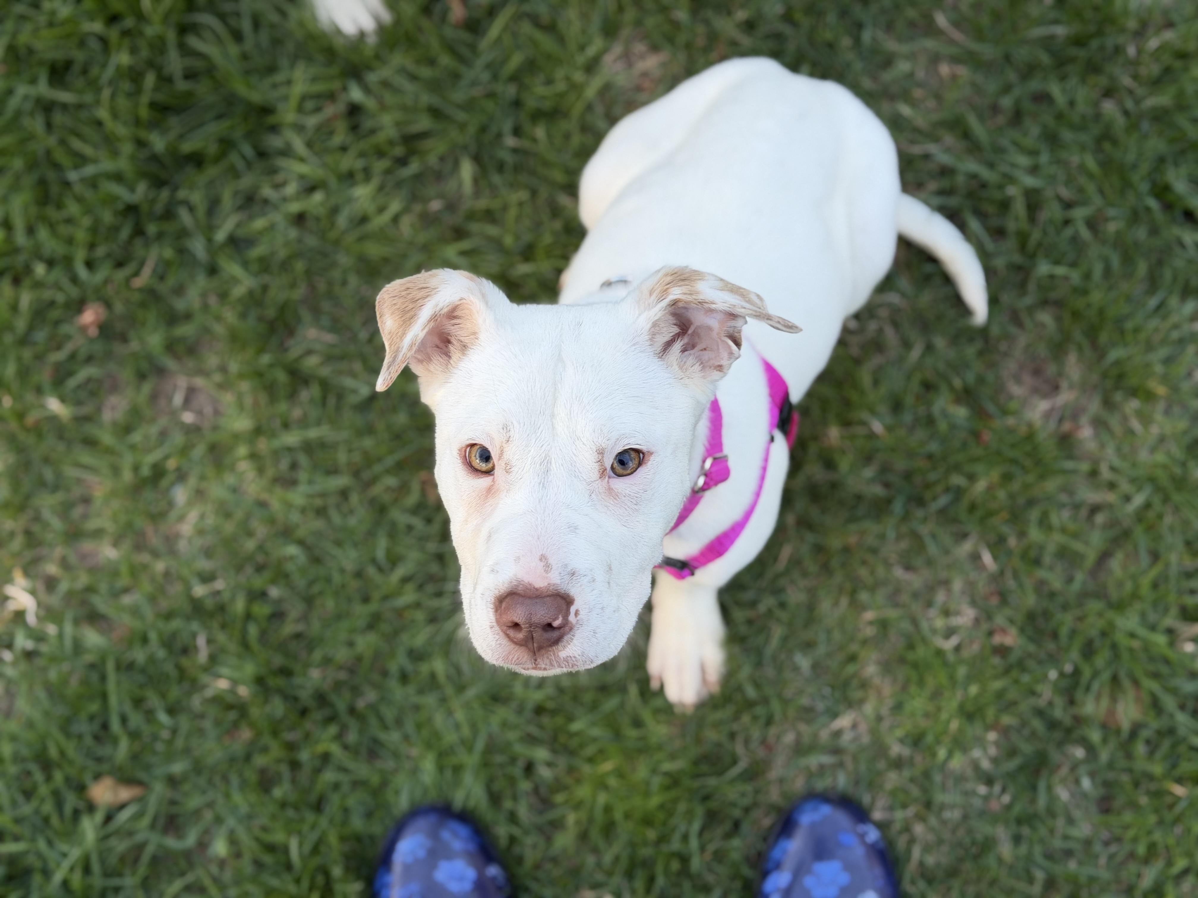 Eden, ADOPTABLE, Puppy Female Labrador Retriever & Pit Bull Terrier.