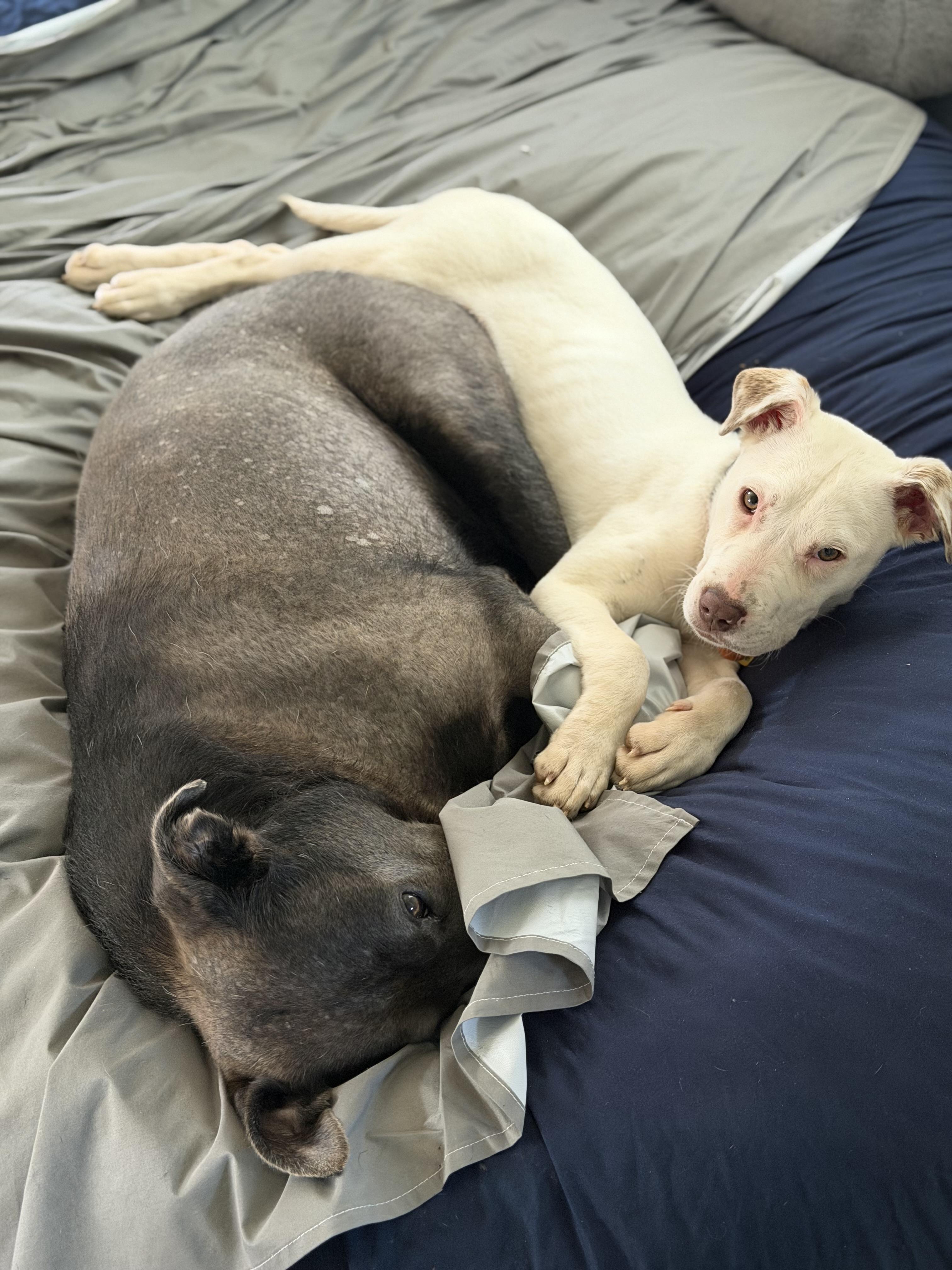 Enlarge Eden, a ADOPTABLE mixed breed in Oceanport, NJ image 4/6