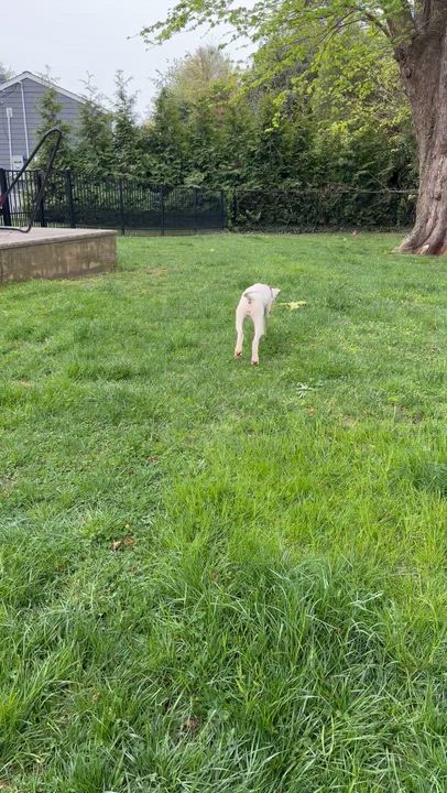 Enlarge Eden, a ADOPTABLE mixed breed in Oceanport, NJ video 3/6