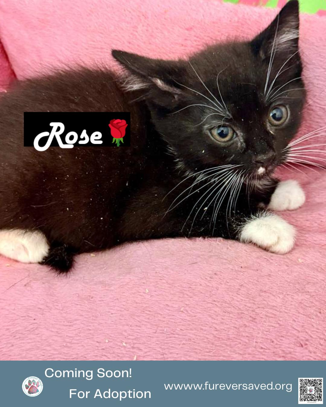 Meet our foster babies - Rose, Tulip, Daisy, and Lilly, a ADOPTABLE Domestic Short Hair in Miami, FL image 3/5