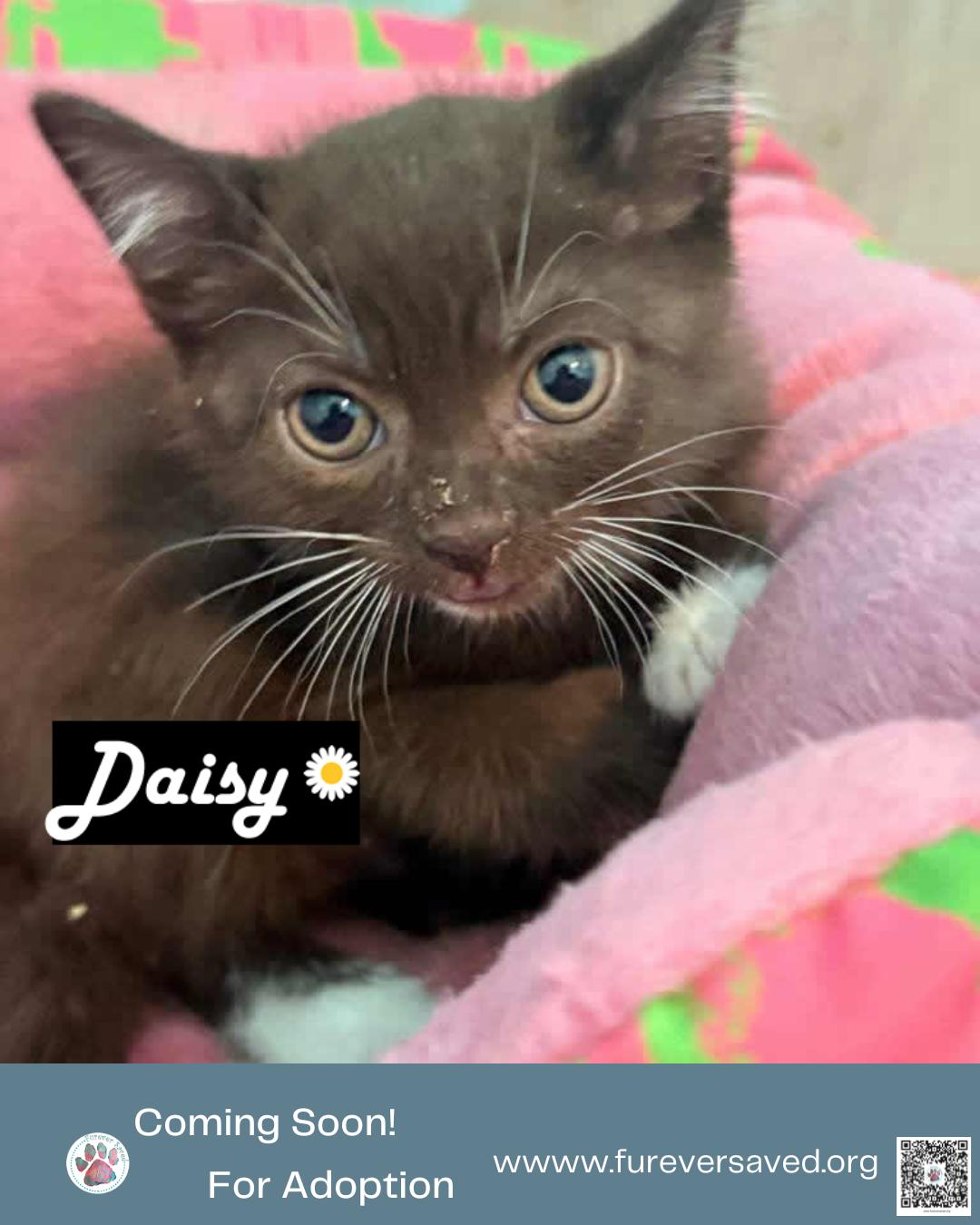 Meet our foster babies - Rose, Tulip, Daisy, and Lilly, a ADOPTABLE Domestic Short Hair in Miami, FL image 5/5