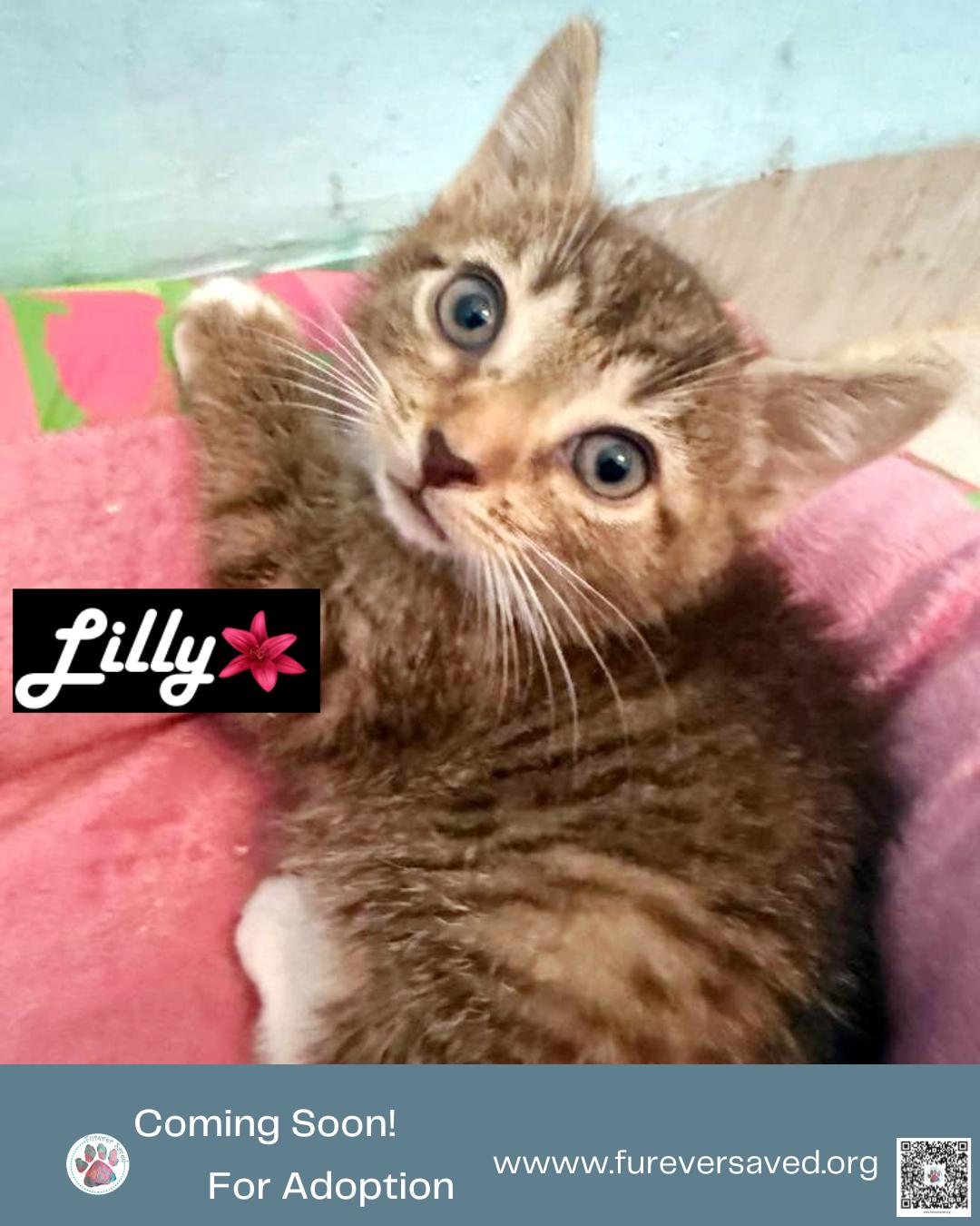 Meet our foster babies - Rose, Tulip, Daisy, and Lilly, a ADOPTABLE Domestic Short Hair in Miami, FL image 2/5