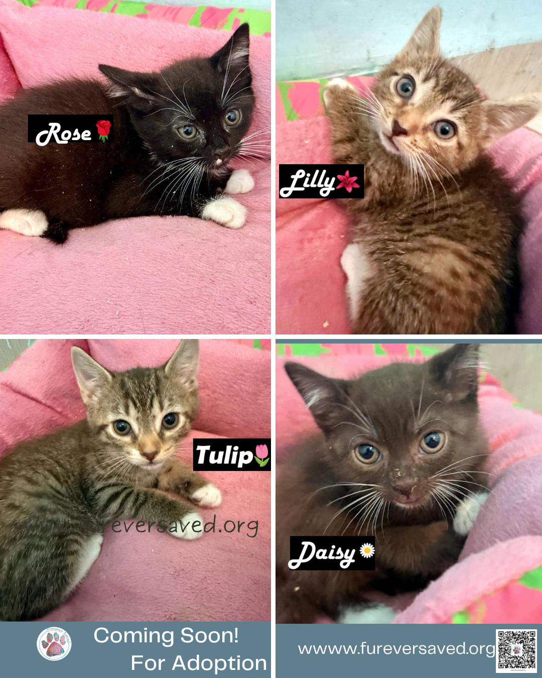 Meet our foster babies - Rose, Tulip, Daisy, and Lilly, ADOPTABLE, Kitten Male Domestic Short Hair.